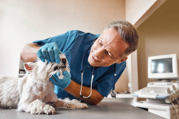 Best Emergency Root Canal Treatment in Pea Ridge, WV